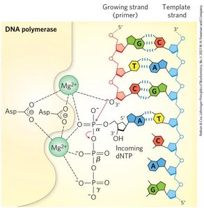 DNA polymerase catalytic mechanism with Mg2+ ions