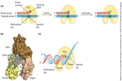 DNA polymerase structure: palm, thumb, fingers, and active sites