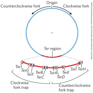 Circular chromosome with origin and termination regions