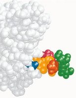 Space-filling model of a carbohydrate bound to a protein, illustrating the structural role of carbohydrates