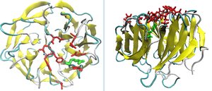 Ribbon diagrams of protein tertiary and quaternary structures
