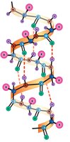 Alpha helix with hydrogen bonds