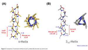 Comparison of alpha helix and 3-10 helix