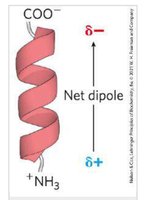 Alpha helix dipole moment