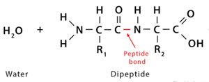Formation of a peptide bond and water