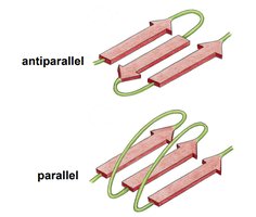 Parallel and antiparallel beta sheets