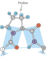 Gamma turn with proline