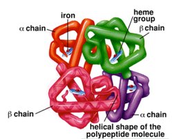 Hemoglobin quaternary structure