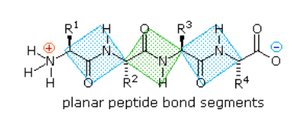 Planar peptide bond segments