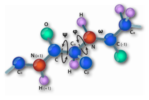 Phi, psi, and omega backbone angles in a peptide