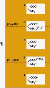 Charged forms of glycine during titration