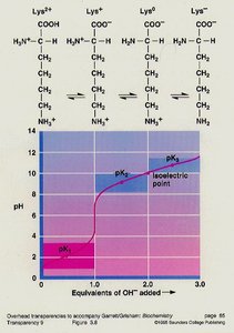 Titration curve of lysine