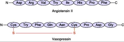 Angiotensin II and Vasopressin peptide sequences