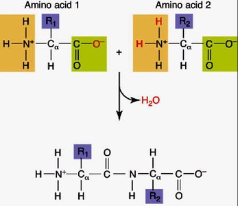 Formation of peptide bond