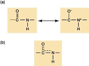 Peptide bond resonance structures