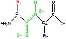 Peptide bond resonance and partial double bond character