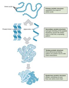Levels of protein structure