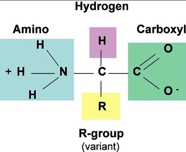 Structure of a generic amino acid