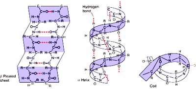Alpha helix, beta sheet, and coil secondary structures