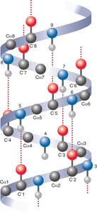 Alpha helix structure with hydrogen bonds