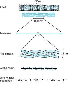 Collagen triple helix structure