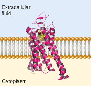 Alpha helices in membrane proteins