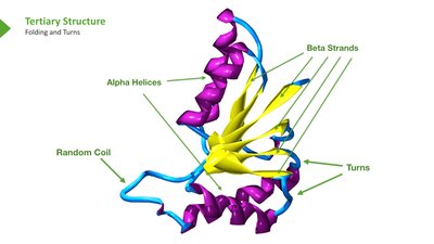 Beta sheet structure
