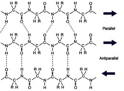 Antiparallel and parallel beta sheets