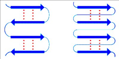 Antiparallel and parallel beta sheet configuration