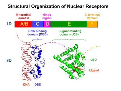 Tertiary structure with domains and motifs