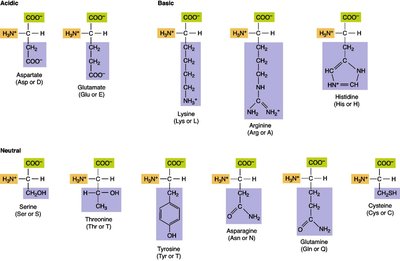 Classification of amino acids by side chain properties