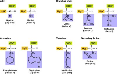 Alkyl, branched chain, aromatic, thioether, and secondary amine amino acids