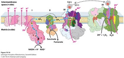 Electron transport chain and metal ion catalysis