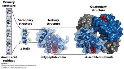 Four levels of protein structure