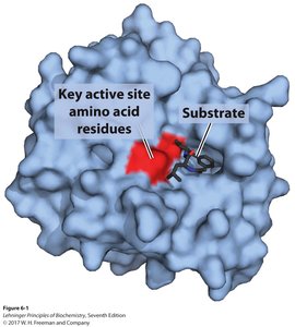Active site and substrate binding