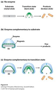Transition state stabilization by enzymes