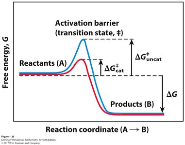 Enzymes lower activation energy