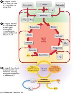 Overview of aerobic respiration stages and the citric acid cycle
