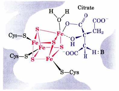 Iron-sulfur center in aconitase