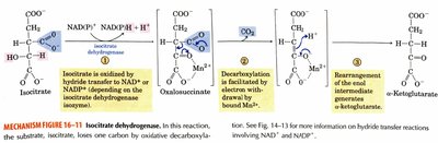 α-Ketoglutarate dehydrogenase reaction