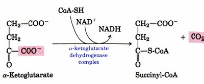 Succinyl-CoA synthetase reaction