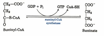 Mechanism of succinyl-CoA synthetase
