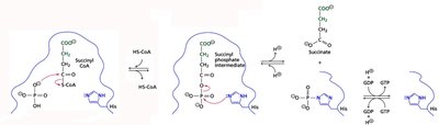 Succinate dehydrogenase reaction