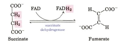 Fumarase reaction