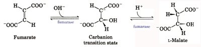 Malate dehydrogenase reaction