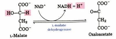 ATP and coenzyme yield from glucose oxidation