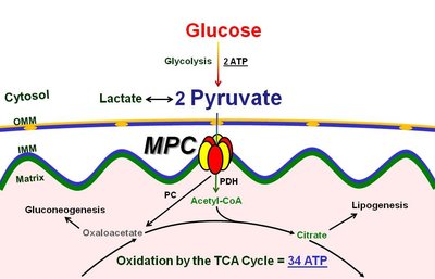 Pyruvate transport and conversion to acetyl-CoA