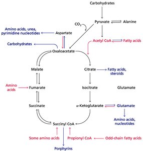 Regulation of the TCA cycle