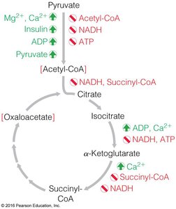 Regulation of the TCA cycle (detailed)