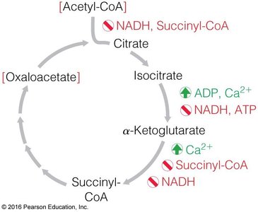 Regulation of the TCA cycle (detailed)